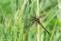 Orthetrum cancellatum (2)