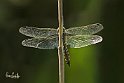 Orthetrum cancellatum fronte