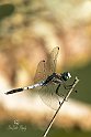 Orthetrum-Albistylum