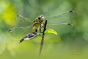 Orthetrum-albistylum1