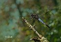 Orthetrum-cancellatum-atterraggio