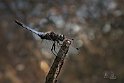 Orthetrum-cancellatum