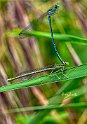 Platycnemis-pennipes-accoppiamento