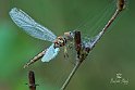 Selysiothemis nigra (2)