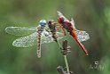 Selysiothemis nigra Crocothemis erythraea