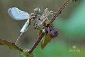 Selysiothemis nigra