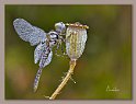 Selysiothemis-nigra-solo