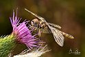 Selysiothemis-nigra-su-cardo