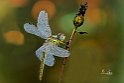 Sympetrum fonscolombii (2)