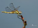 Sympetrum fonscolombii (3)