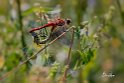 Sympetrum fonscolombii 2