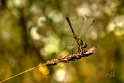 Sympetrum mediterraneo