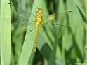 Libellula