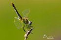 Sympetrum striolatum (2)