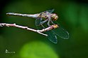 Sympetrum striolatum (3)