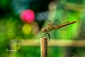 Sympetrum- meridionale