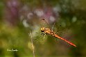 Sympetrum-Striolatum