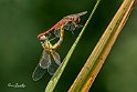 Sympetrum-fonscolombii-accoppiamento