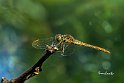 Sympetrum-meridionale-angolo