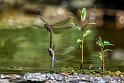 Sympetrum-striolatum-deposizione-uova