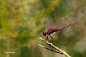 Trithemis-annulata