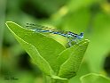 Libellula