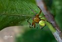 Araniella-cucurbitina-maschio