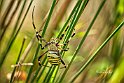 Argiope-bruennichi 1