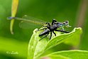 Mendoza canestrini-con-Ischnura-elegans