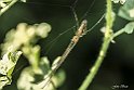 Tetragnatha Exstensa