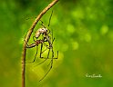 Tetragnatha-accoppiamento