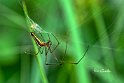 Tetragnatha