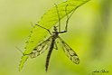 Tipula Oleracea