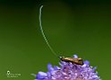 Nemophora metallica  (famiglia delle Adelidae)