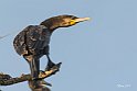 Cormorano