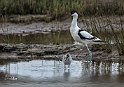 Avocetta-con-pullo