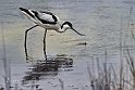 Avocetta-pesca