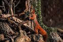 Scoiattolo rosso in piedi