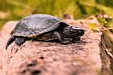 Testuggine-palustre-europea-(Emys-orbicularis)