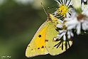 Colias gialla 1