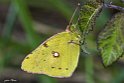 Colias gialla