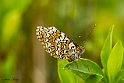 Melitaea athalia