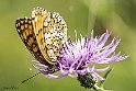 Melitaea phoebe 1