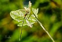 Chalcolestes parvidens maschio