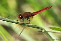 Crocothemis erythraea maschio