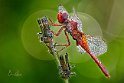 Crocothemis erythraea