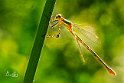 Lestes barbarus femmina