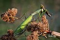 Mantide-religiosa-con-preda