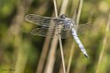 Orthetrum Cancellatum 1