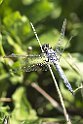 Orthetrum brunneum maschio